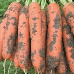 Marchew Baltimore F1 100 tyś. nasion B-Mox Primed precyzja st